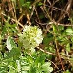 Sideritis hyssopifolia Flower