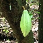 Theobroma cacao Плод