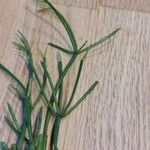 Rhipsalis baccifera Blatt