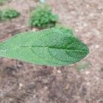 Buddleja nivea Hoja