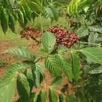 Leea guineensis पत्ता