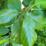 Frangula caroliniana Leaf