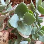 Kalanchoe millotii Φύλλο