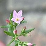 Centaurium pulchellum Кветка