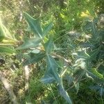 Berberis trifoliolata 葉