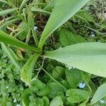 Allium cepa Fulla