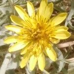 Tragopogon buphthalmoides Fleur