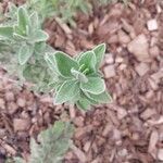 Cistus heterophyllus Foglia