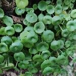 Umbilicus rupestris Květ