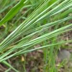 Bromus tectorum Fruit