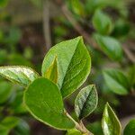 Cotoneaster simonsii Φύλλο