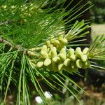 Pinus lambertiana Flor