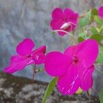 Impatiens wallerianaFlower