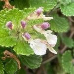 Teucrium pyrenaicum Blomma