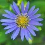 Symphyotrichum oolentangiense 花