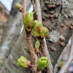 Prunus triloba Blatt