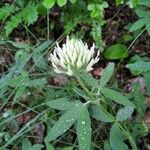 Trifolium pannonicum Virág