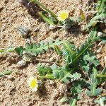 Launaea capitata Feuille