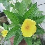 Turnera ulmifolia ഇല