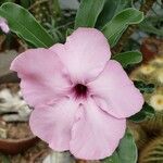 Adenium swazicum