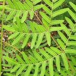 Osmunda regalis Blad