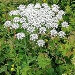 Laserpitium latifolium Floare