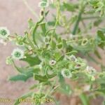 Dysphania atriplicifolia Прочее