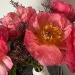 Paeonia lactifloraFlower