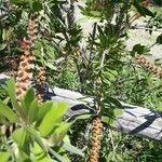 Melaleuca quinquenervia Fruit