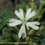 Silene andryalifolia Květ