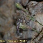 Silene borderei Flor