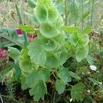 Moluccella laevis Листок