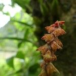 Bulbophyllum densum Kvet