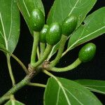 Neolitsea pallens Fruit