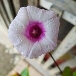 Ipomoea batatasFlower