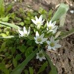 Nothoscordum bivalve Blomma