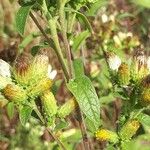 Pentanema squarrosum Flower