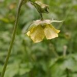 Geum × intermedium Flor
