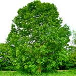Fraxinus excelsior 整株植物
