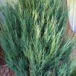 Juniperus scopulorum Hábito