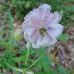 Aquilegia reuteri Flower