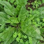 Mandragora autumnalis Leaf