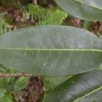 Melicope borbonica Leaf