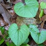 Asarum caudatum ᱥᱟᱠᱟᱢ