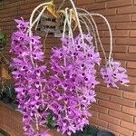 Dendrobium anosmumКветка