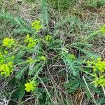 Euphorbia seguieriana Staniste