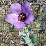 Eustoma exaltatum Flor