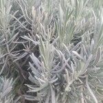 Lavandula angustifolia পাতা