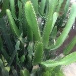 Euphorbia trigona Ліст