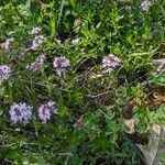 Thymus longicaulis ശീലം